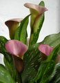 Calla aethiopica